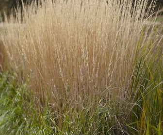Struisriet (Calamagrostis acutiflora 'Karl Foerster')