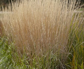 Struisriet (Calamagrostis acutiflora 'Karl Foerster')