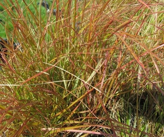 Struisriet (Calamagrostis arundinacea)