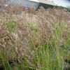 Struisriet (Calamagrostis acutiflora 'Karl Foerster') BIO