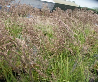 Struisriet (Calamagrostis acutiflora 'Karl Foerster') BIO