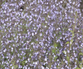 Steentijm (Calamintha nepeta 'Blue Cloud')