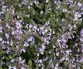 Steentijm (Calamintha nepeta 'Marvelette Blue') BIO