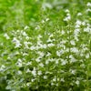 Steentijm (Calamintha nepeta 'Marvelette White')