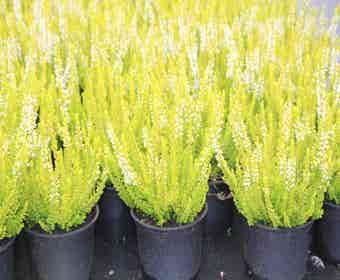 Struikheide (Calluna vulgaris 'Anja')