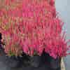 Struikheide (Calluna vulgaris 'Dark Beauty')