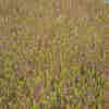 Struikheide (Calluna vulgaris 'Firefly')
