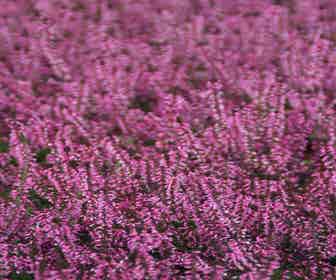 Struikheide (Calluna vulgaris 'Redbud')