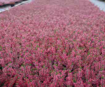 Struikheide (Calluna vulgaris 'Sabine')