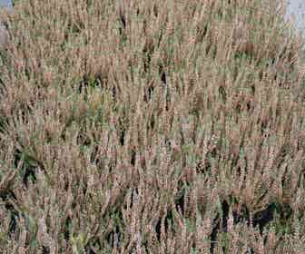 Struikheide (Calluna vulgaris 'Silver Knight')