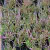 Struikheide (Calluna vulgaris 'Tib')