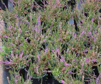 Struikheide (Calluna vulgaris 'Tib')