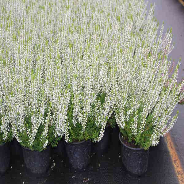 Calluna vulgaris 'Veluwe'
