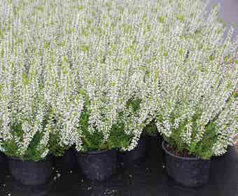 Struikheide (Calluna vulgaris 'Veluwe')