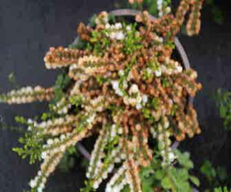 Struikheide (Calluna vulgaris 'White Coral')