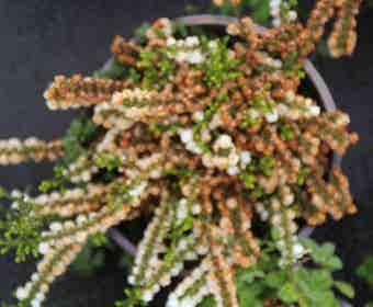 Struikheide (Calluna vulgaris 'White Coral')