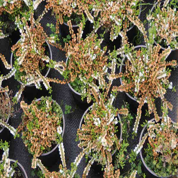 Struikheide (Calluna vulgaris 'White Coral')