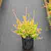 Zomerheide geel (Calluna vulgaris 'Wickwar Flame')
