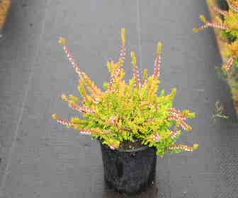 Zomerheide geel (Calluna vulgaris 'Wickwar Flame')
