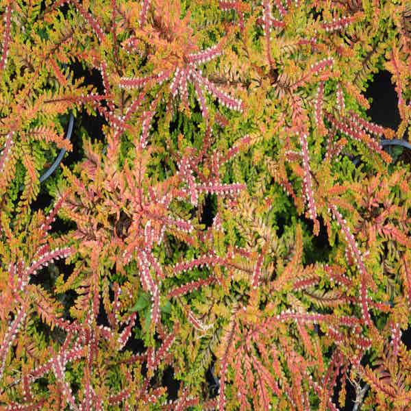 Zomerheide geel (Calluna vulgaris 'Wickwar Flame') 15/20cm