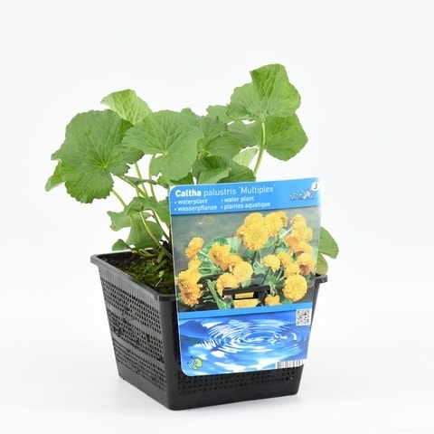 Caltha palustris 'Plena'