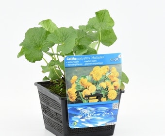 Dubbele gele dotterbloem (Caltha palustris 'Multiplex')