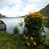 Gele dotterbloem (Caltha palustris) Bio