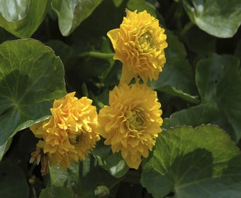 Dubbele Dotterbloem (Caltha palustris 'Plena' )