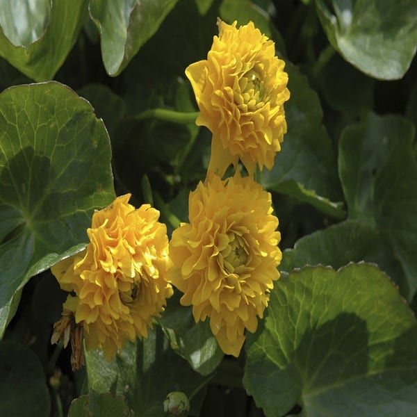 Dubbele Dotterbloem (Caltha palustris 'Plena' )