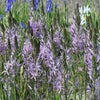 Prairielelie (Camassia leichtlinii 'Aurora' ®)