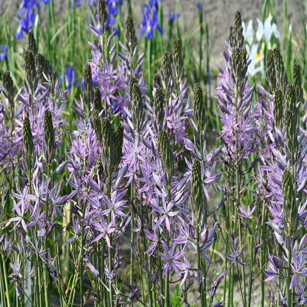 Prairielelie (Camassia leichtlinii 'Aurora' ®)