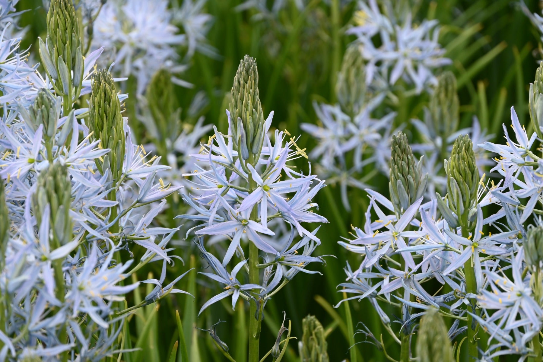 Camassia