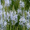 Prairielelie (Camassia 'Blue Heaven'®)