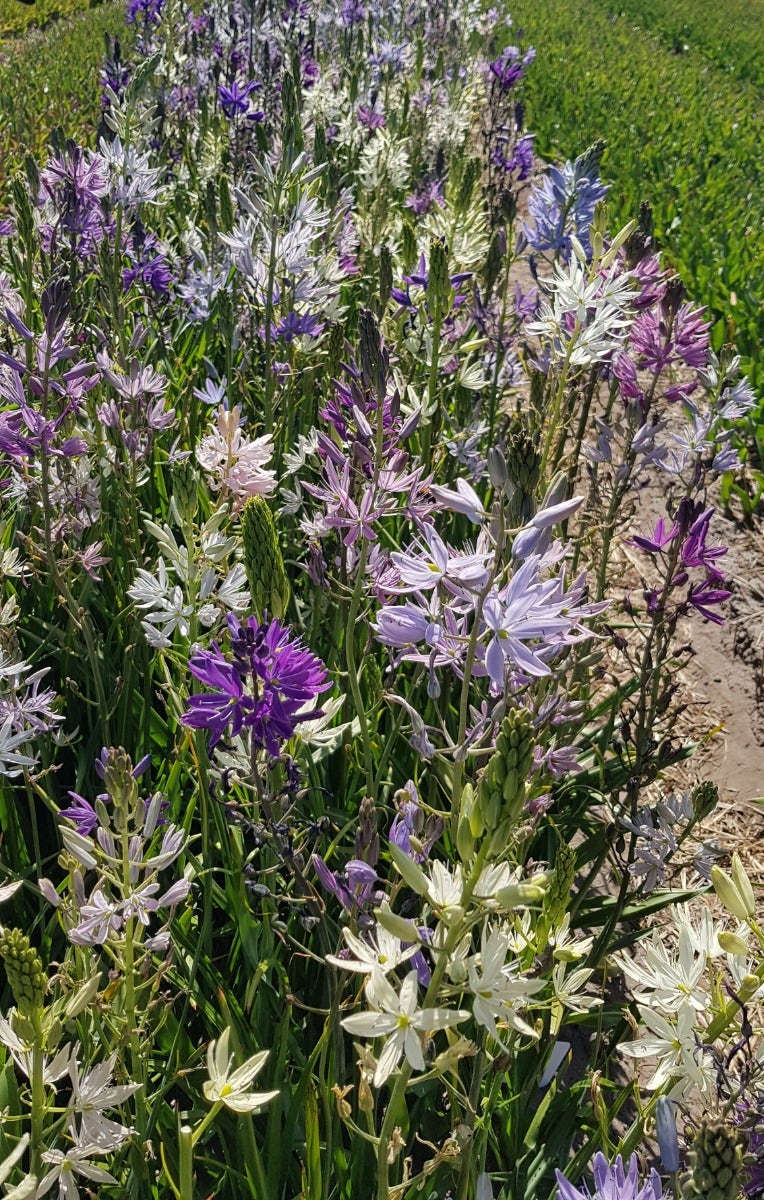 Camassia