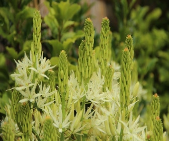 Prairielelie (Camassia leichtlinii 'Alba')