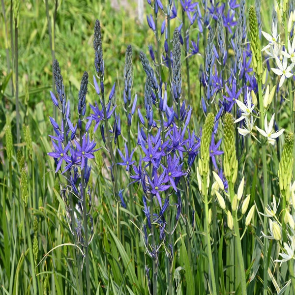 Prarielelie (Camassia leichtlinii 'Maybelle')