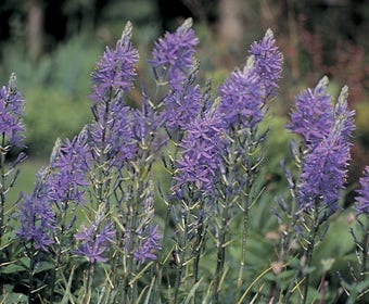 Prarielelie (Camassia quamash)