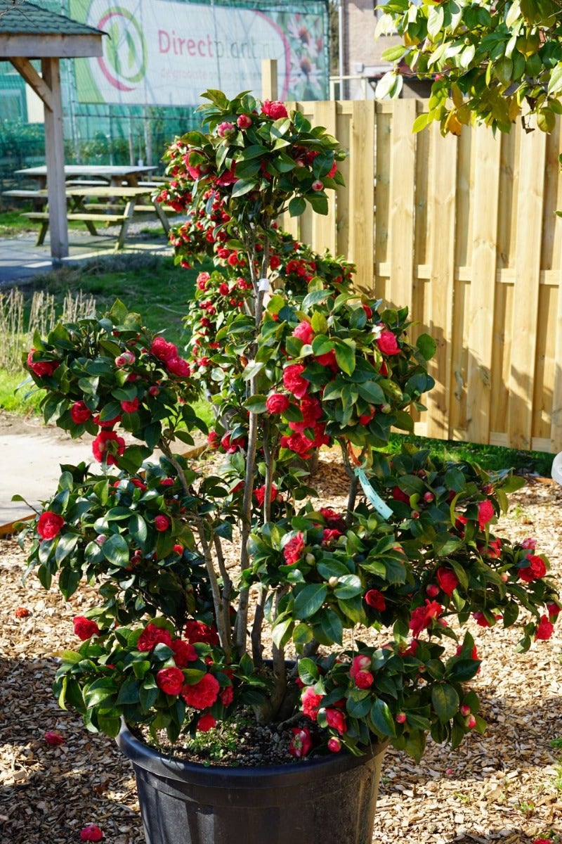 Camellia