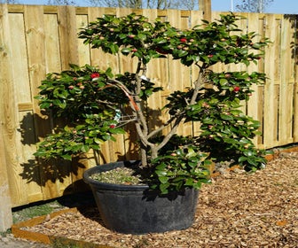 Camelia Bonsai (Camellia japonica 'Black Lace') - Droomplanten