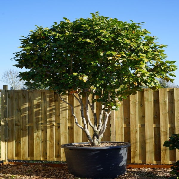 Camelia meerstammig (Camellia japonica) - Droomplanten