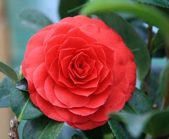 Camellia (Camellia japonica 'Black Lace')