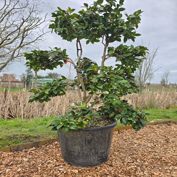 Camellia (Camellia japonica 'Black Lace') Deluxe
