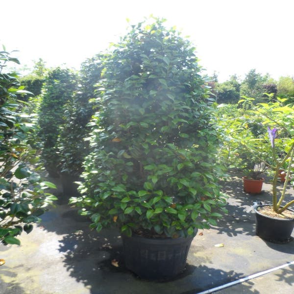 Camelia (Camellia, wit) Directplant