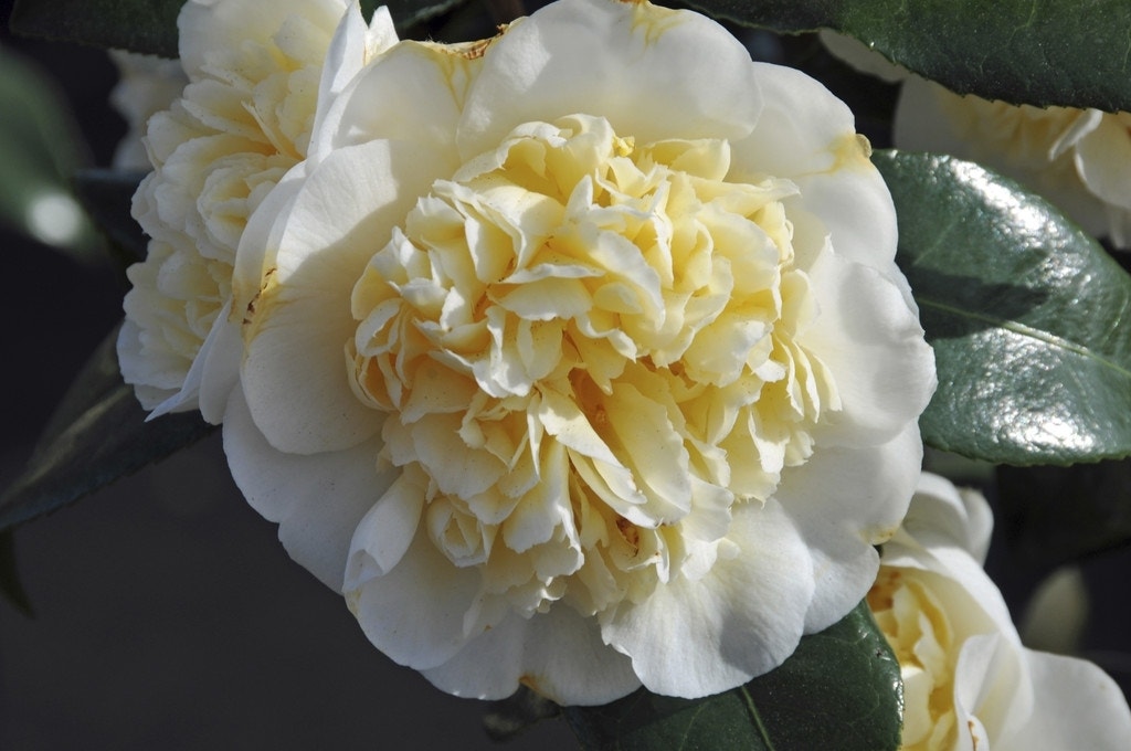 Camelia (Camellia japonica 'Alba Plena') Directplant