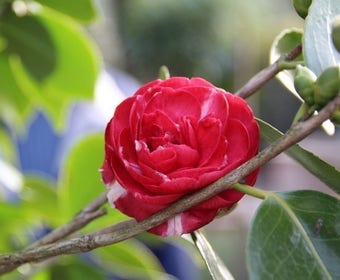Camelia (Camellia, rood)