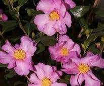 Camelia (Camellia sasanqua 'Cleopatra')