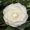 Camelia (Camellia japonica ‘Perfection White’)
