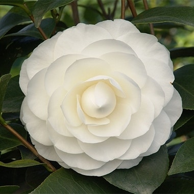 Camellia japonica ‘Perfection White’ (Camelia)

