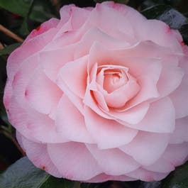 Camellia (Camellia japonica 'Sacco Vera')