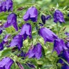 Klokje (Campanula 'Sarastro')